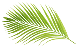 Palm Branch